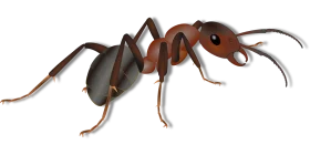 Realistic Red and Black Detailed Ant Clipart - Macro Insect Illustration