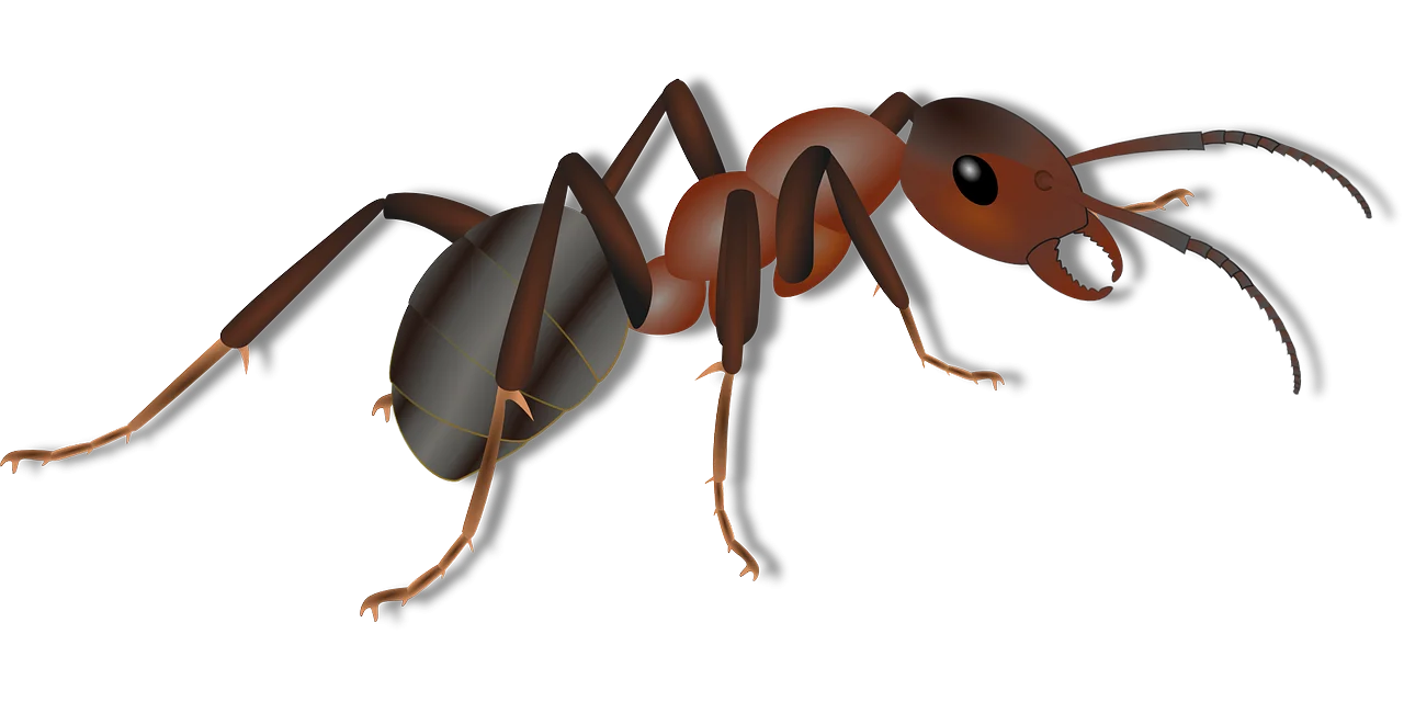 Realistic Red and Black Detailed Ant Clipart - Macro Insect Illustration