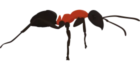 Stylized Black and Red Geometric Ant Clipart with Elongated Design