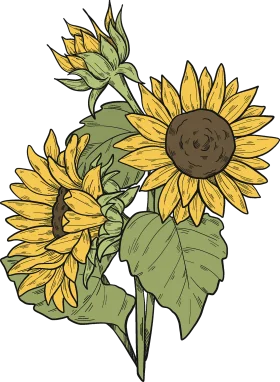 Botanical Illustration of Sunflowers Clipart - Vintage Floral Sketch Design