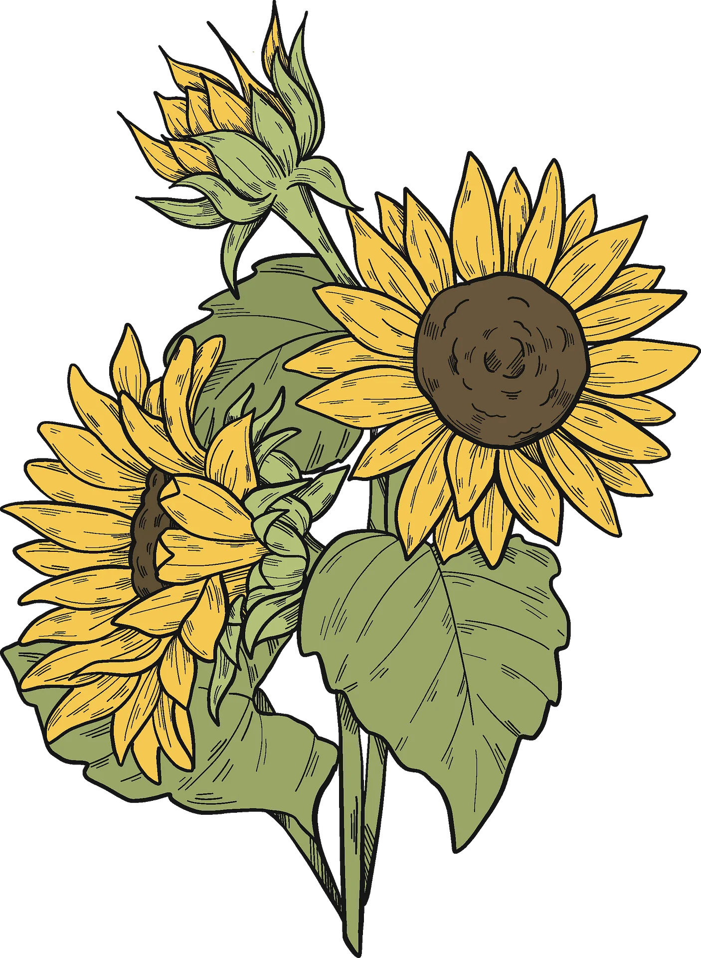 Botanical Illustration of Sunflowers Clipart - Vintage Floral Sketch Design