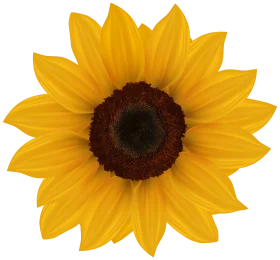 Cheerful Golden Sunflower Clipart - Radiant Botanical Illustration with Warm Petals