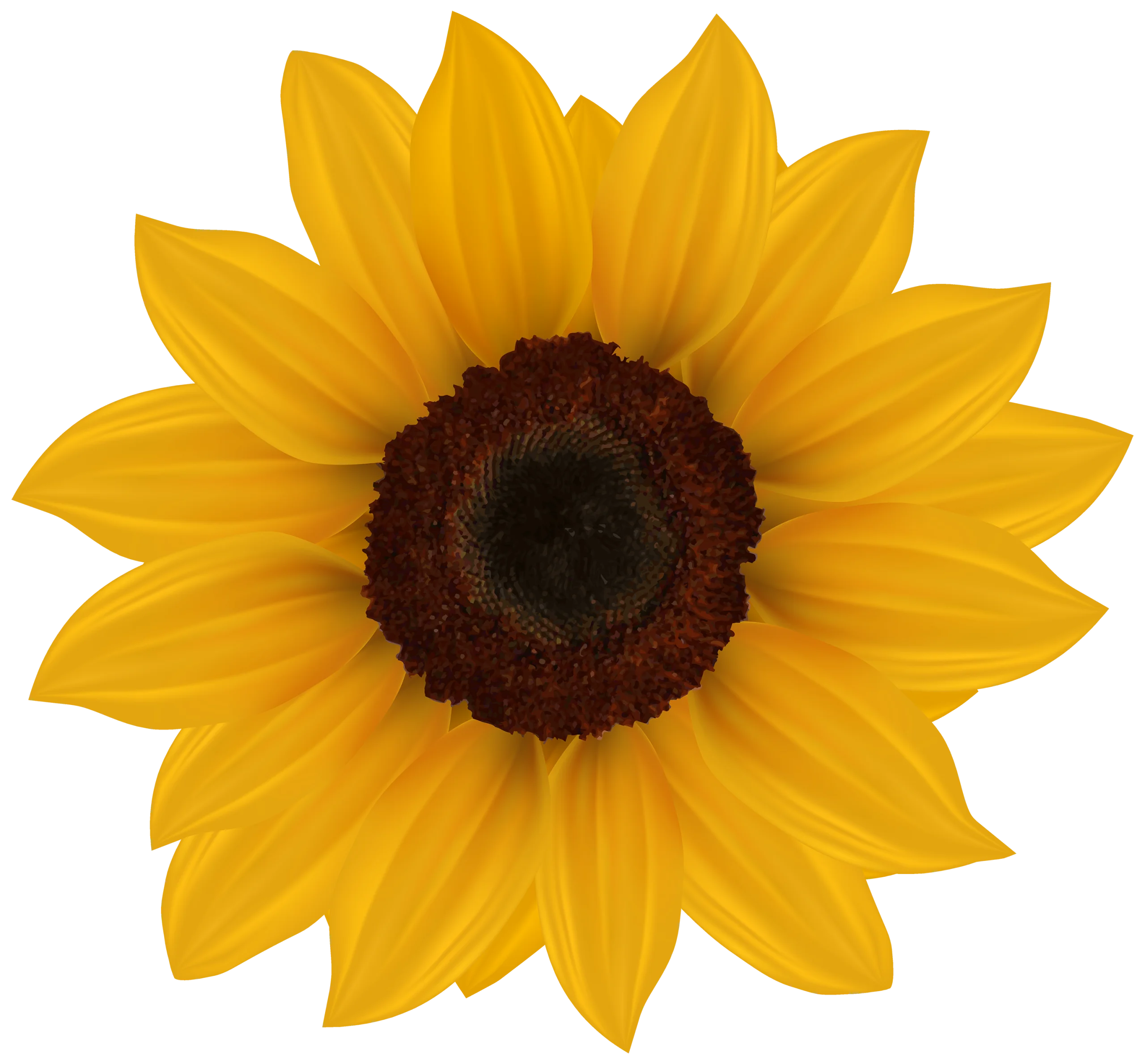 Cheerful Golden Sunflower Clipart - Radiant Botanical Illustration with Warm Petals
