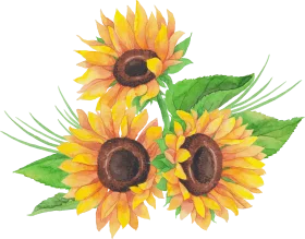 Cheerful Sunflower Clipart: A Radiant Bouquet of Golden Botanical Illustration