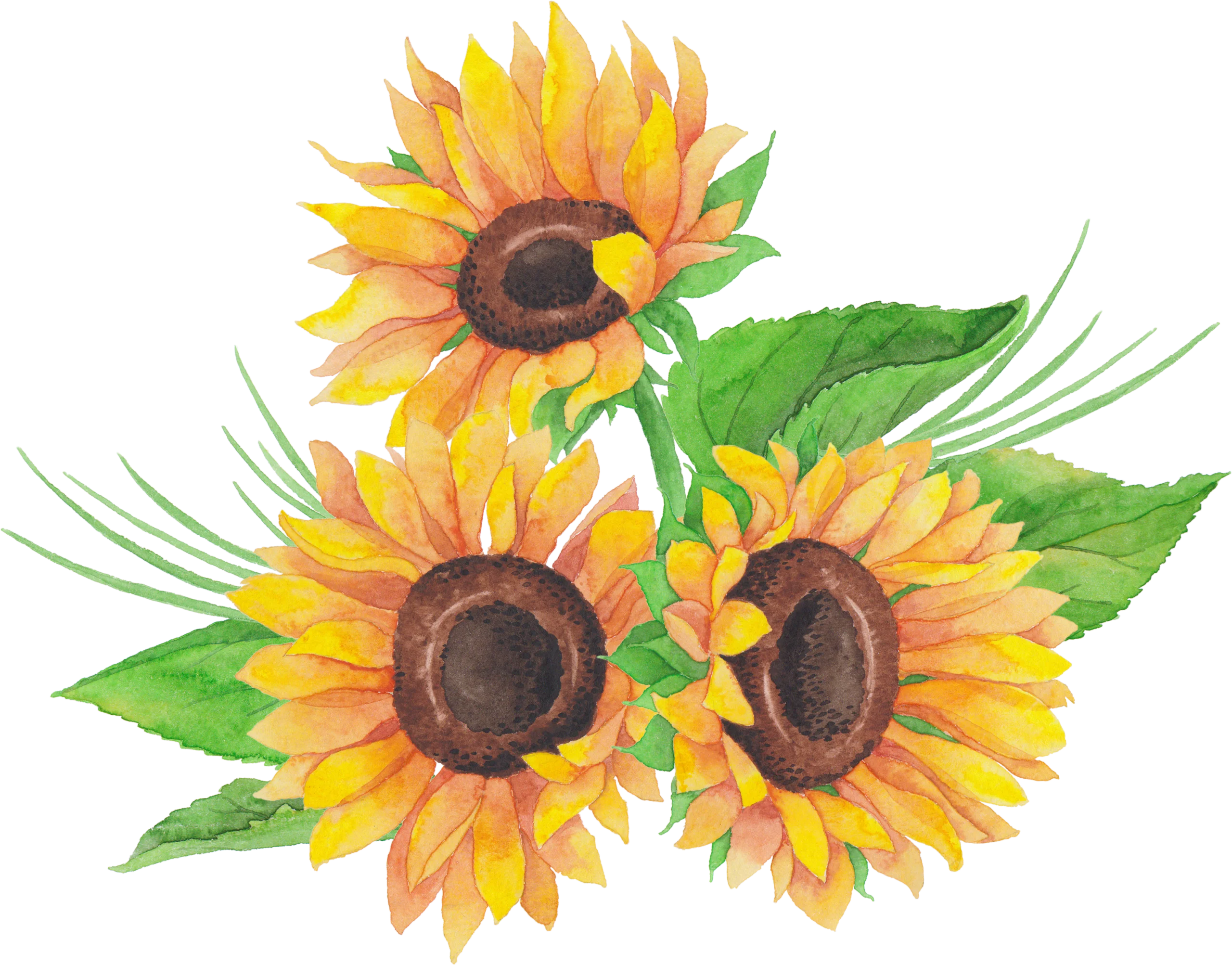Cheerful Sunflower Clipart: A Radiant Bouquet of Golden Botanical Illustration