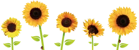 Cheerful Sunflowers Clipart Collection: Blooming Gradient of Sunshine Petals