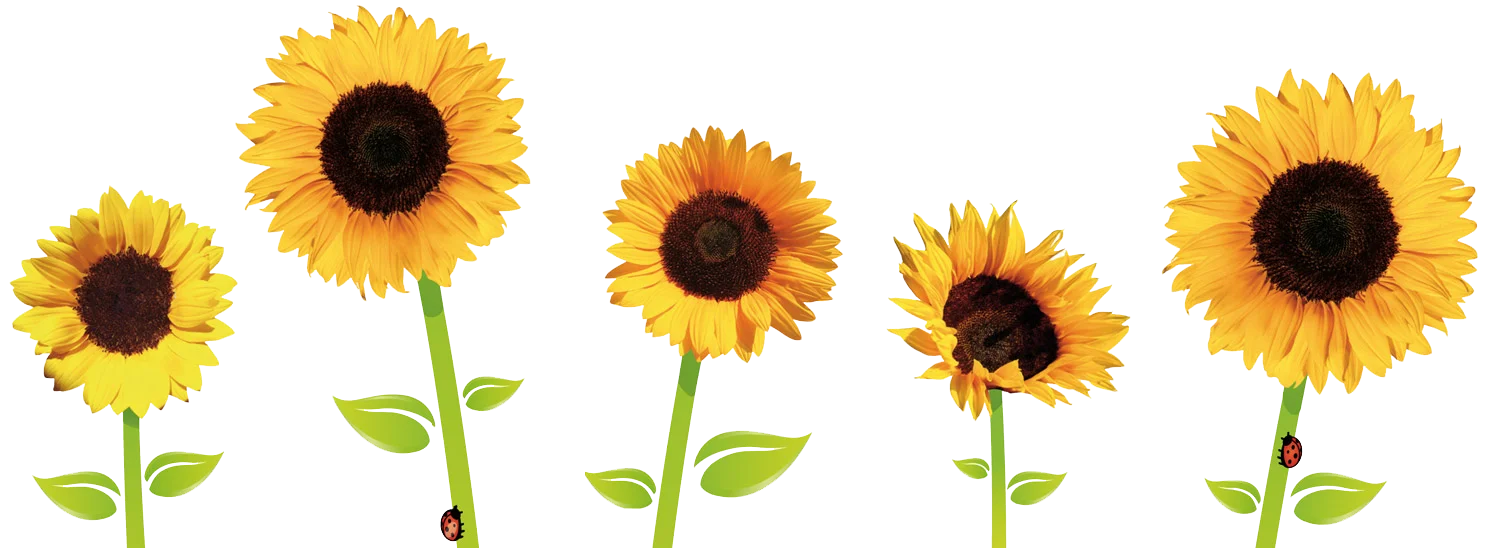 Cheerful Sunflowers Clipart Collection: Blooming Gradient of Sunshine Petals
