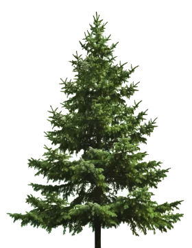 Classic Evergreen Christmas Tree Clipart: A Festive Woodland Symbol of Holiday Cheer