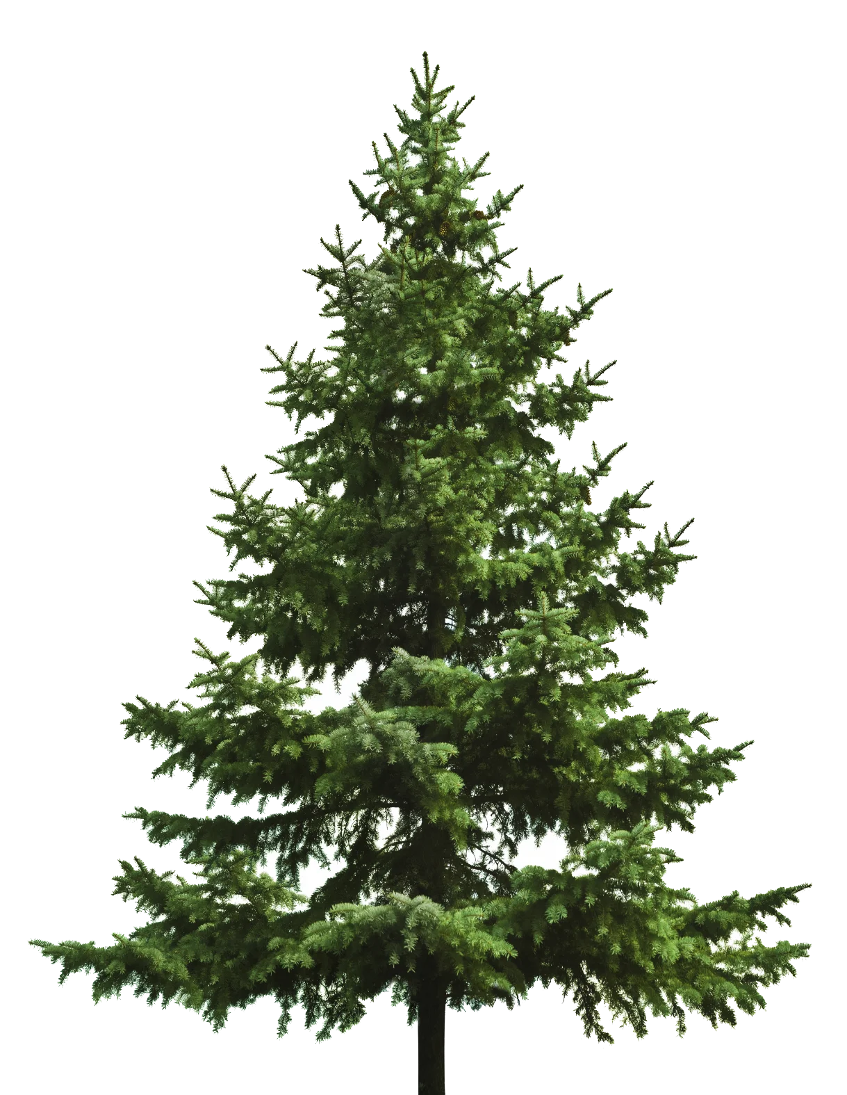 Classic Evergreen Christmas Tree Clipart: A Festive Woodland Symbol of Holiday Cheer