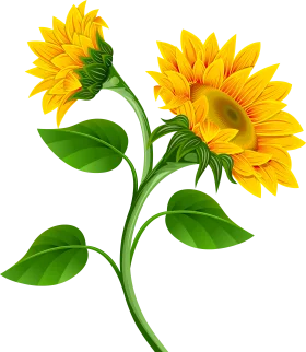 Elegant Sunflower Stem with Bright Golden Petals Botanical Clipart Illustration