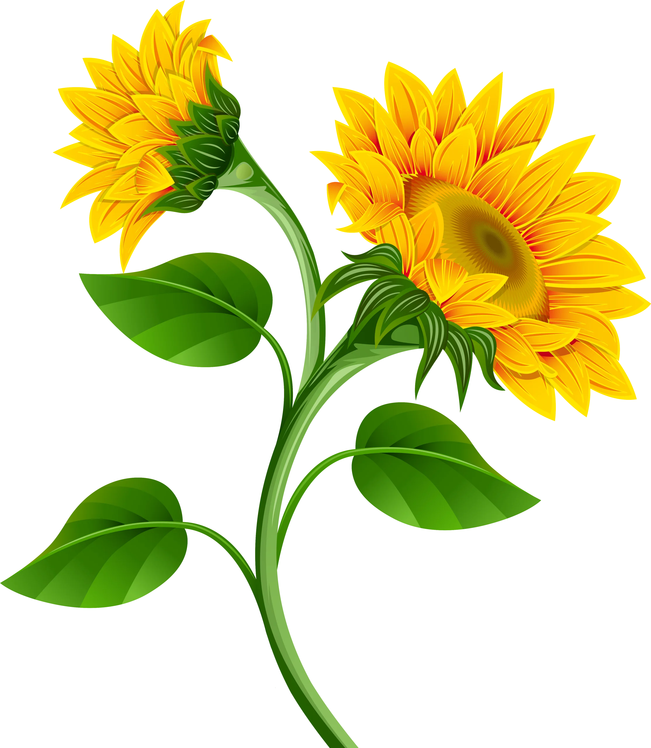 Elegant Sunflower Stem with Bright Golden Petals Botanical Clipart Illustration