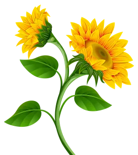 Radiant Sunflower Clipart: Blossoming Golden Petals on Elegant Green Stem