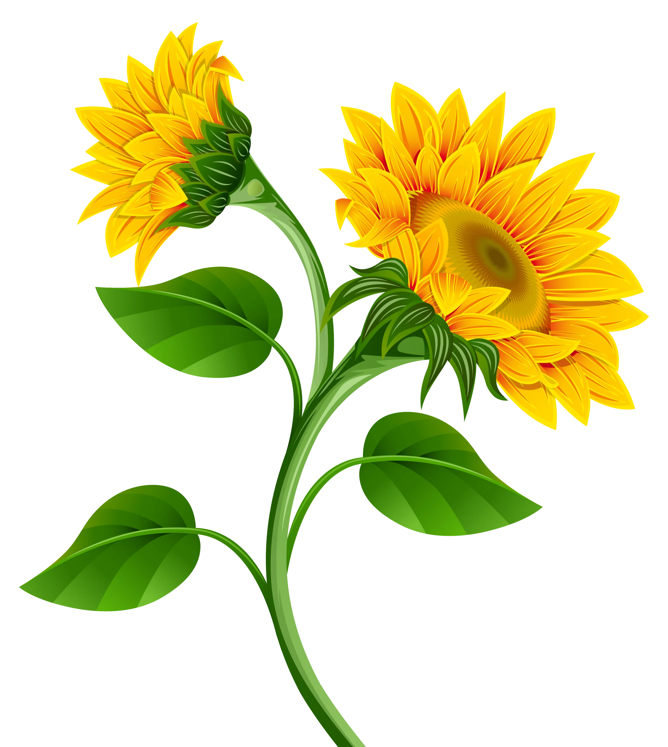 Radiant Sunflower Clipart: Blossoming Golden Petals on Elegant Green Stem