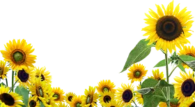 Radiant Sunflower Field Clipart - Cheerful Yellow Botanical Illustration