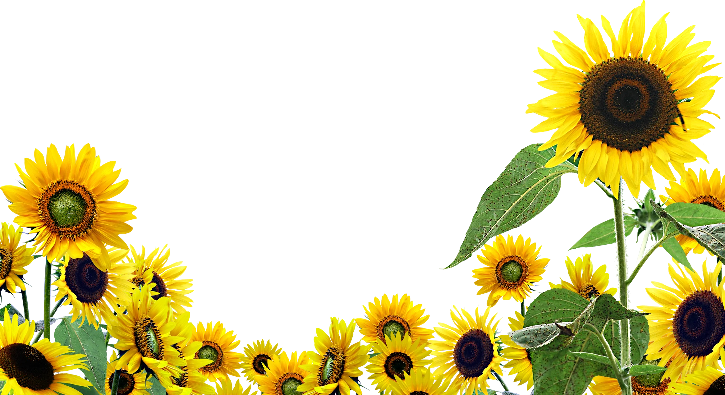 Radiant Sunflower Field Clipart - Cheerful Yellow Botanical Illustration
