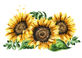 Radiant Sunflower Trio Watercolor Clipart: Botanical Garden Elegance