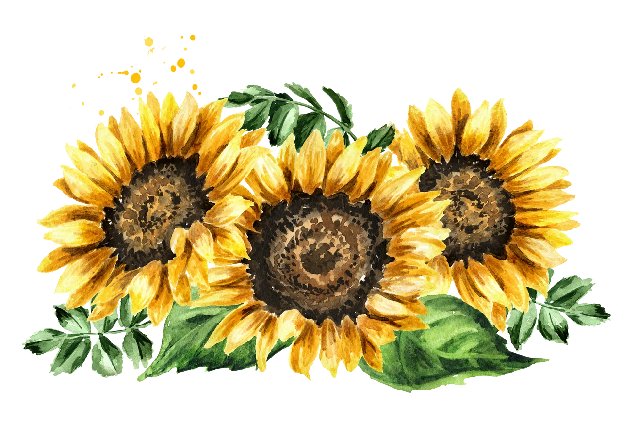 Radiant Sunflower Trio Watercolor Clipart: Botanical Garden Elegance
