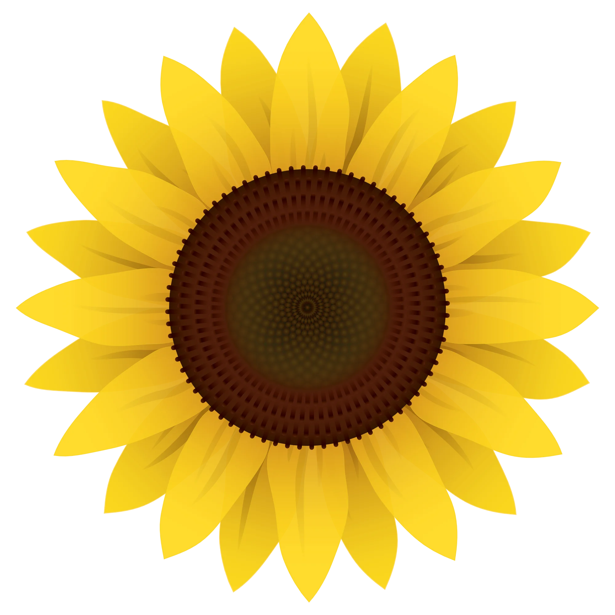 Radiant Yellow Sunflower Clipart: A Symmetrical Botanical Illustration