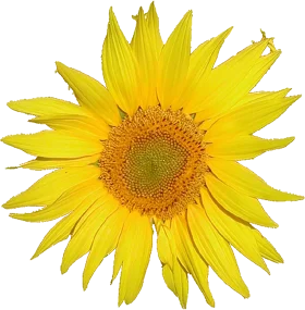 Radiant Yellow Sunflower Clipart: Blossoming Sunshine on Transparent Background