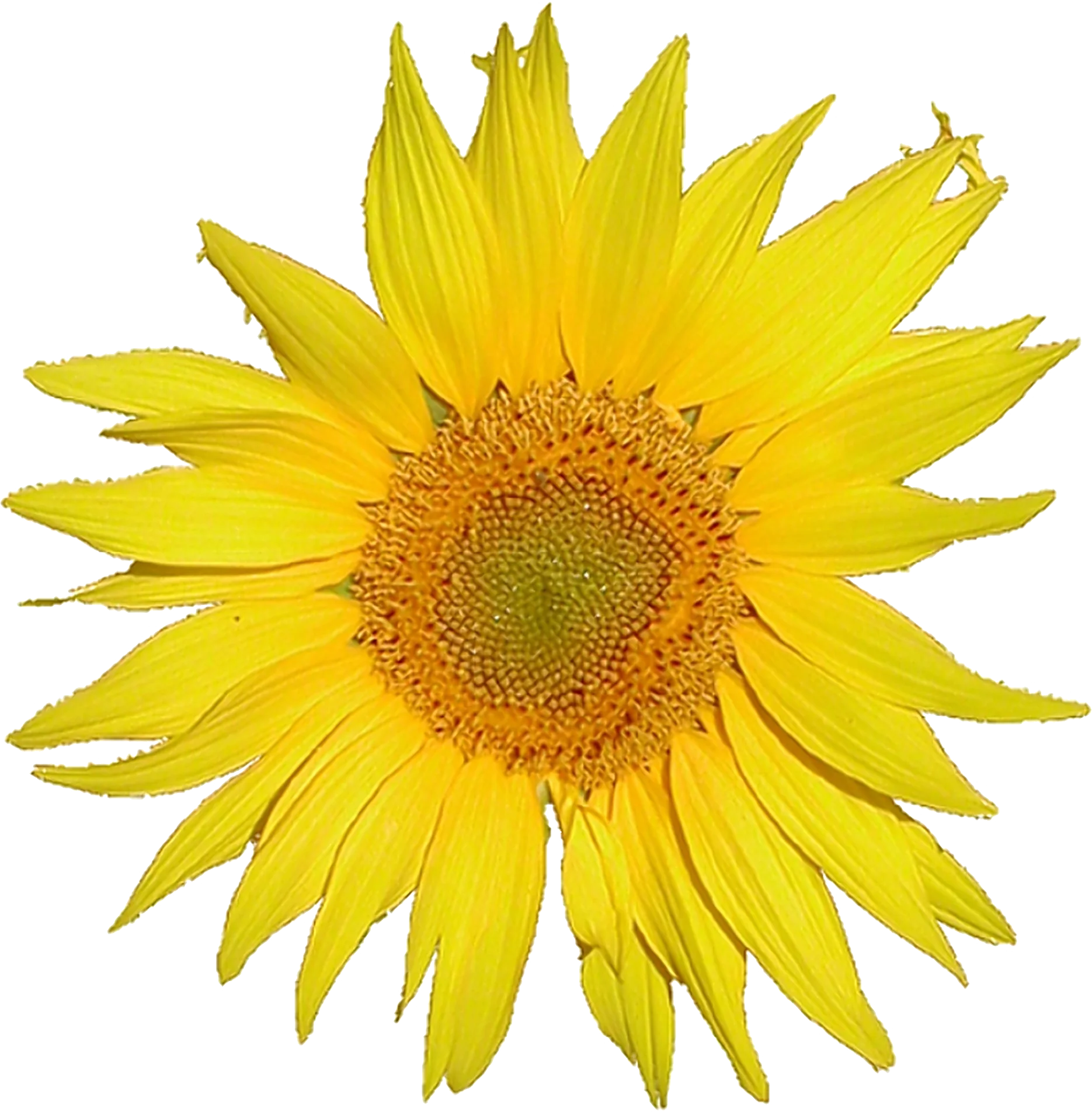Radiant Yellow Sunflower Clipart: Blossoming Sunshine on Transparent Background