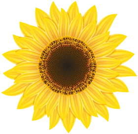 Radiant Yellow Sunflower Clipart - Botanical Illustration with Intricate Petals