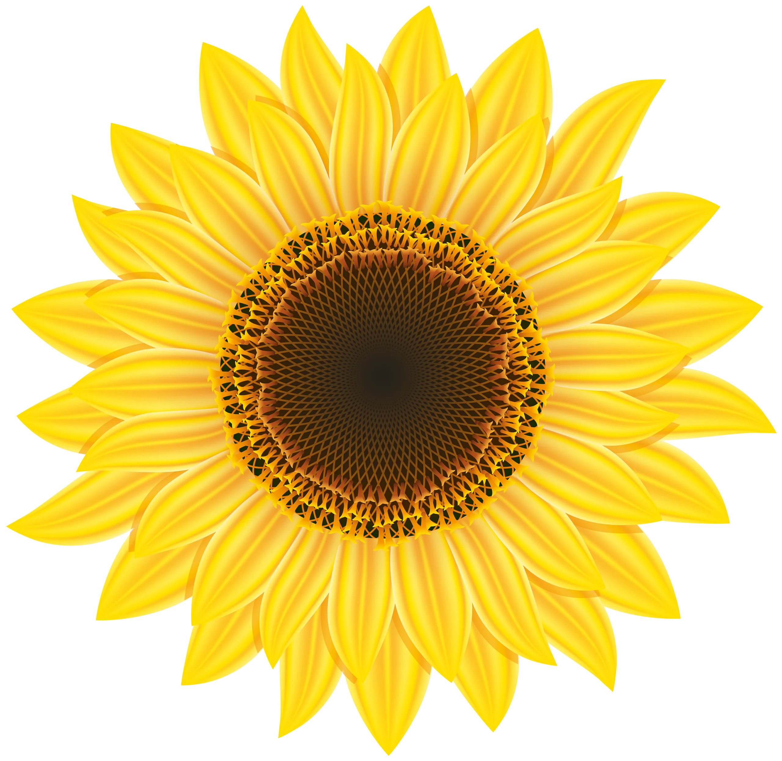 Radiant Yellow Sunflower Clipart - Botanical Illustration with Intricate Petals