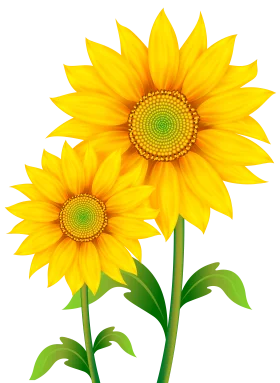 Radiant Yellow Sunflowers Clipart: Botanical Illustration of Cheerful Blossoms