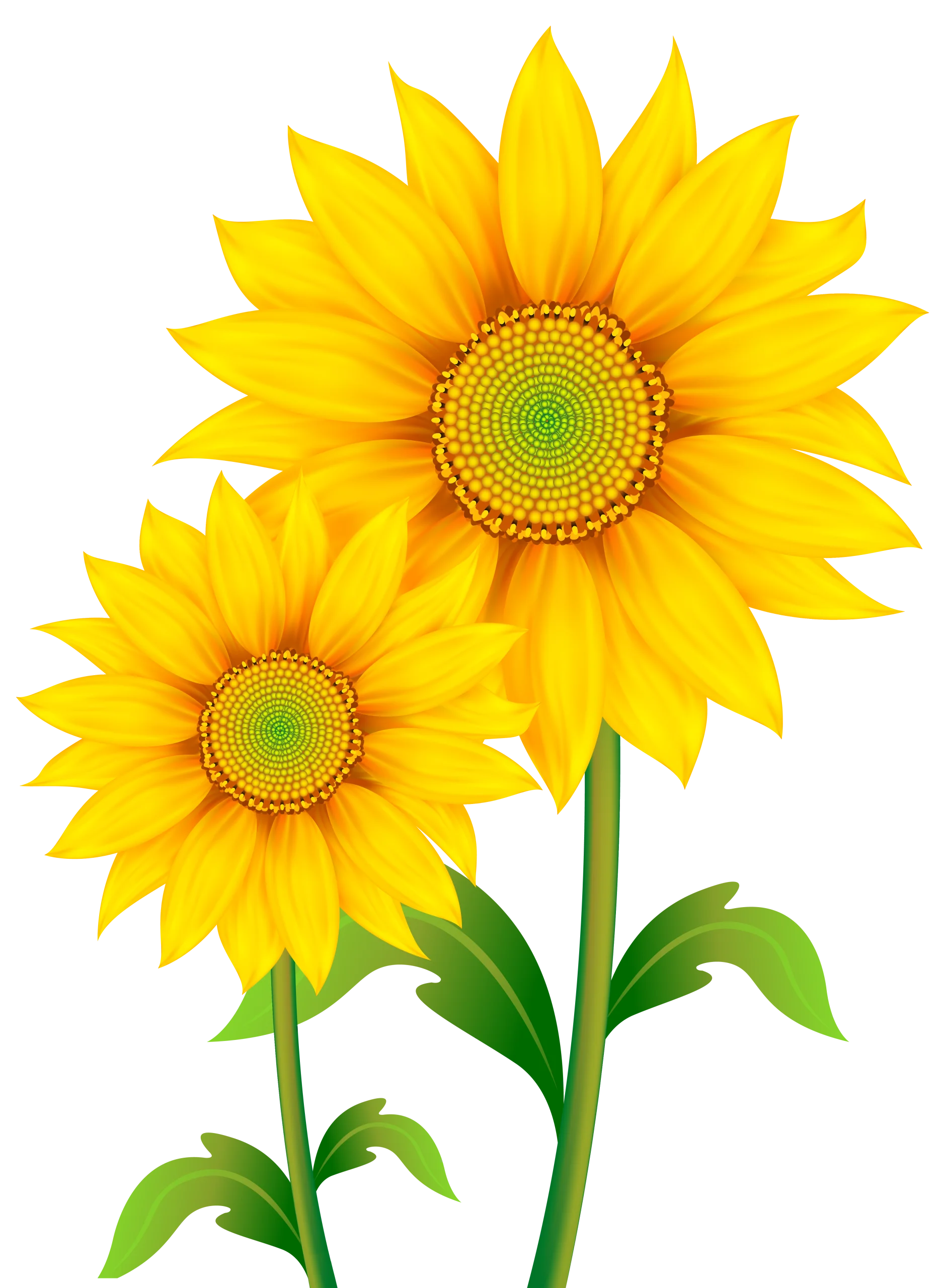 Radiant Yellow Sunflowers Clipart: Botanical Illustration of Cheerful Blossoms