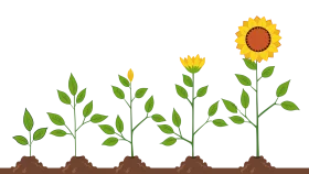 Sunflower Growth Stages Illustration Depicting Plant Development Clipart