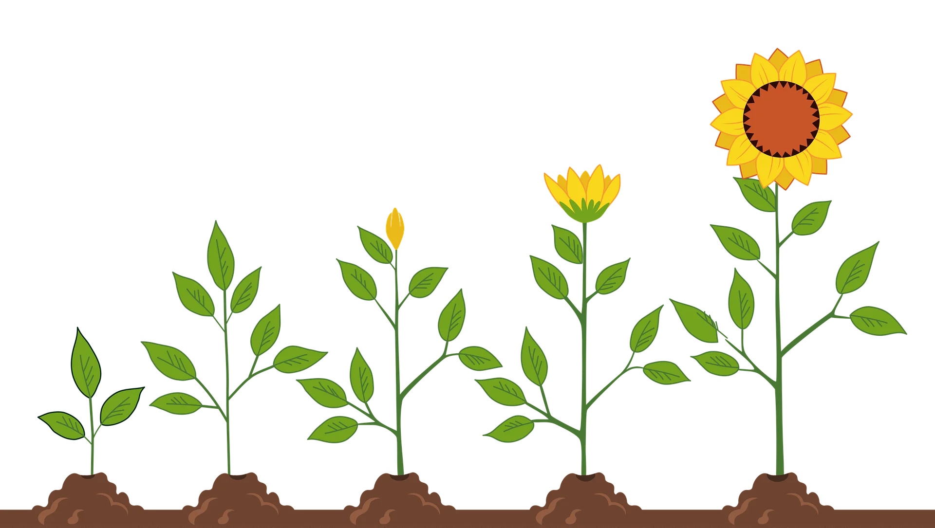 Sunflower Growth Stages Illustration Depicting Plant Development Clipart