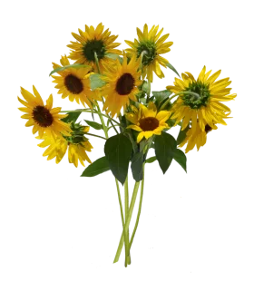 Sunshine-Kissed Sunflower Bouquet Clipart: A Radiant Floral Arrangement