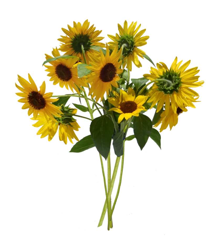 Sunshine-Kissed Sunflower Bouquet Clipart: A Radiant Floral Arrangement