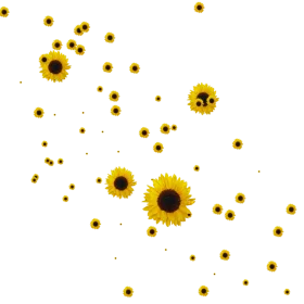 Whimsical Scattered Sunflower Blossoms Delicate Artistic Clipart Design