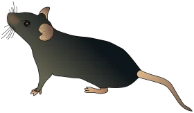 Detailed Black and Gray Realistic Rat Silhouette Clipart Illustration