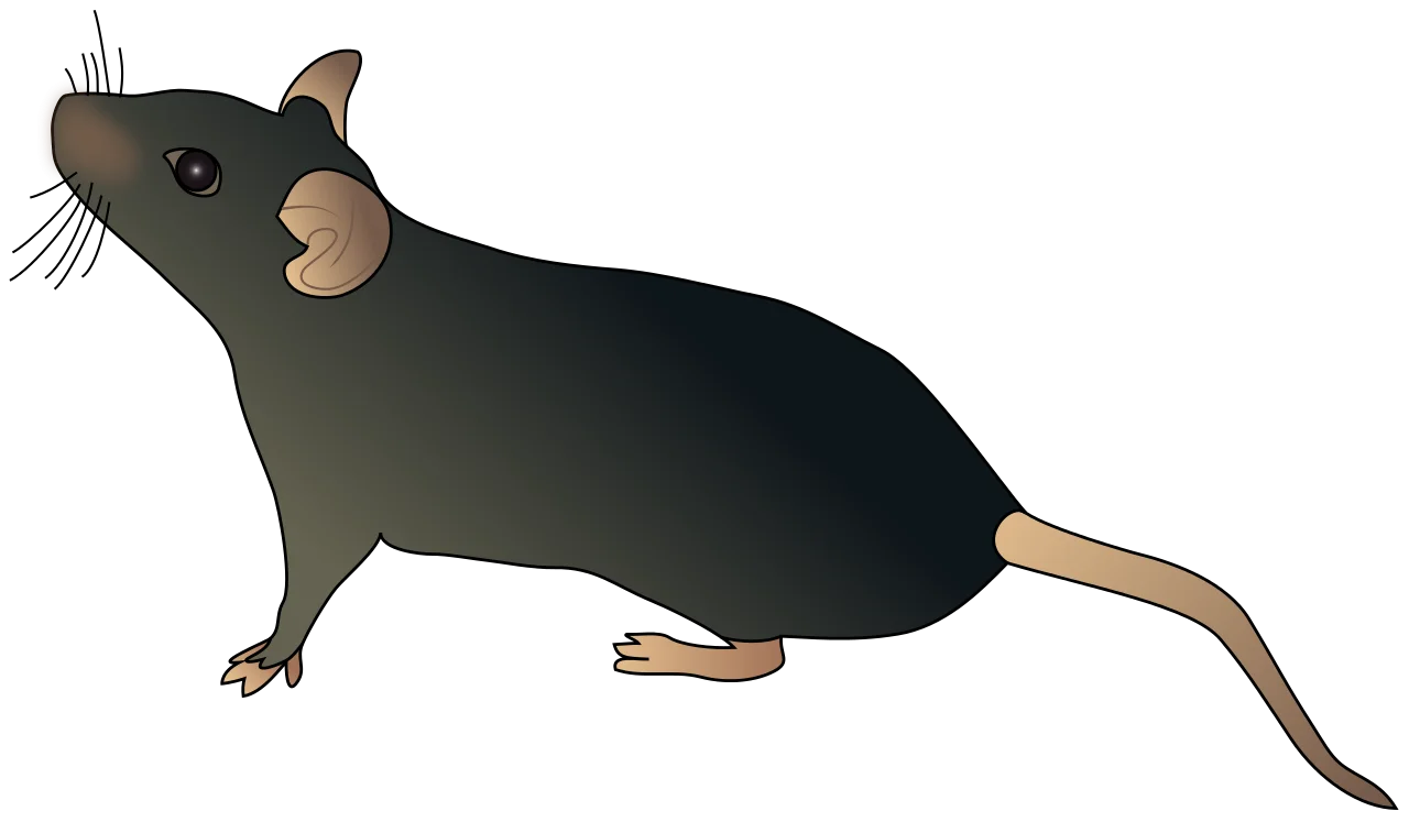 Detailed Black and Gray Realistic Rat Silhouette Clipart Illustration
