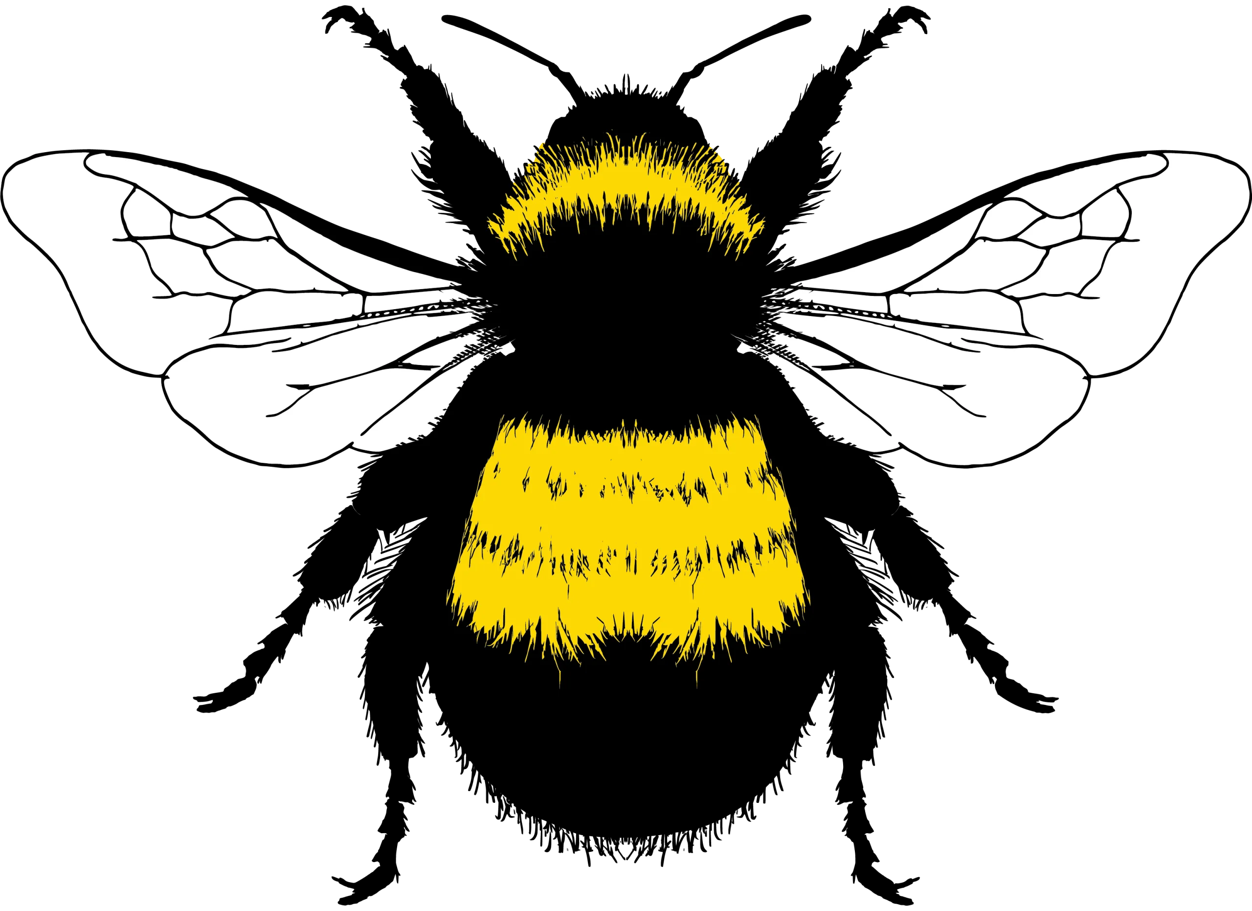 Detailed Black and Yellow Bumblebee Clipart Illustration with Intricate Wing Design