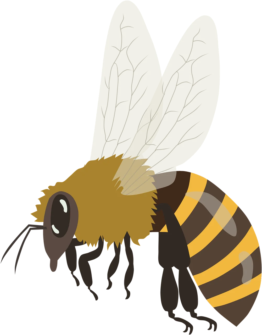 Detailed Bumblebee Clipart Illustration with Delicate Translucent Wings and Striped Body