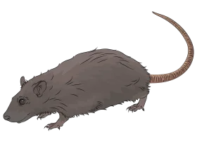 Detailed Grayscale Rat Clipart Illustration with Textured Fur and Long Tail