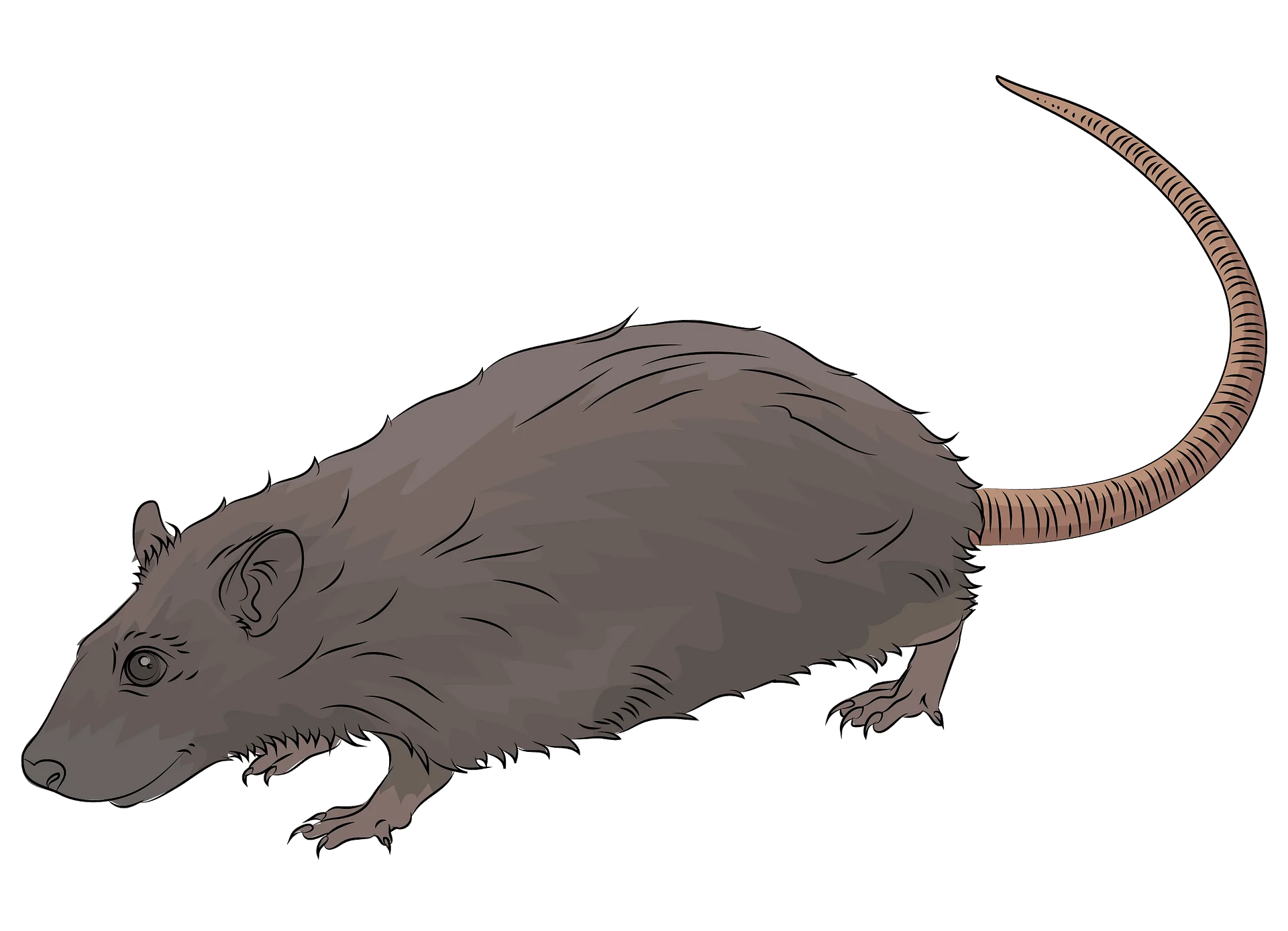 Detailed Grayscale Rat Clipart Illustration with Textured Fur and Long Tail
