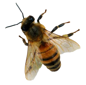 Detailed Honey Bee Clipart: Intricate Illustration of Winged Pollinator