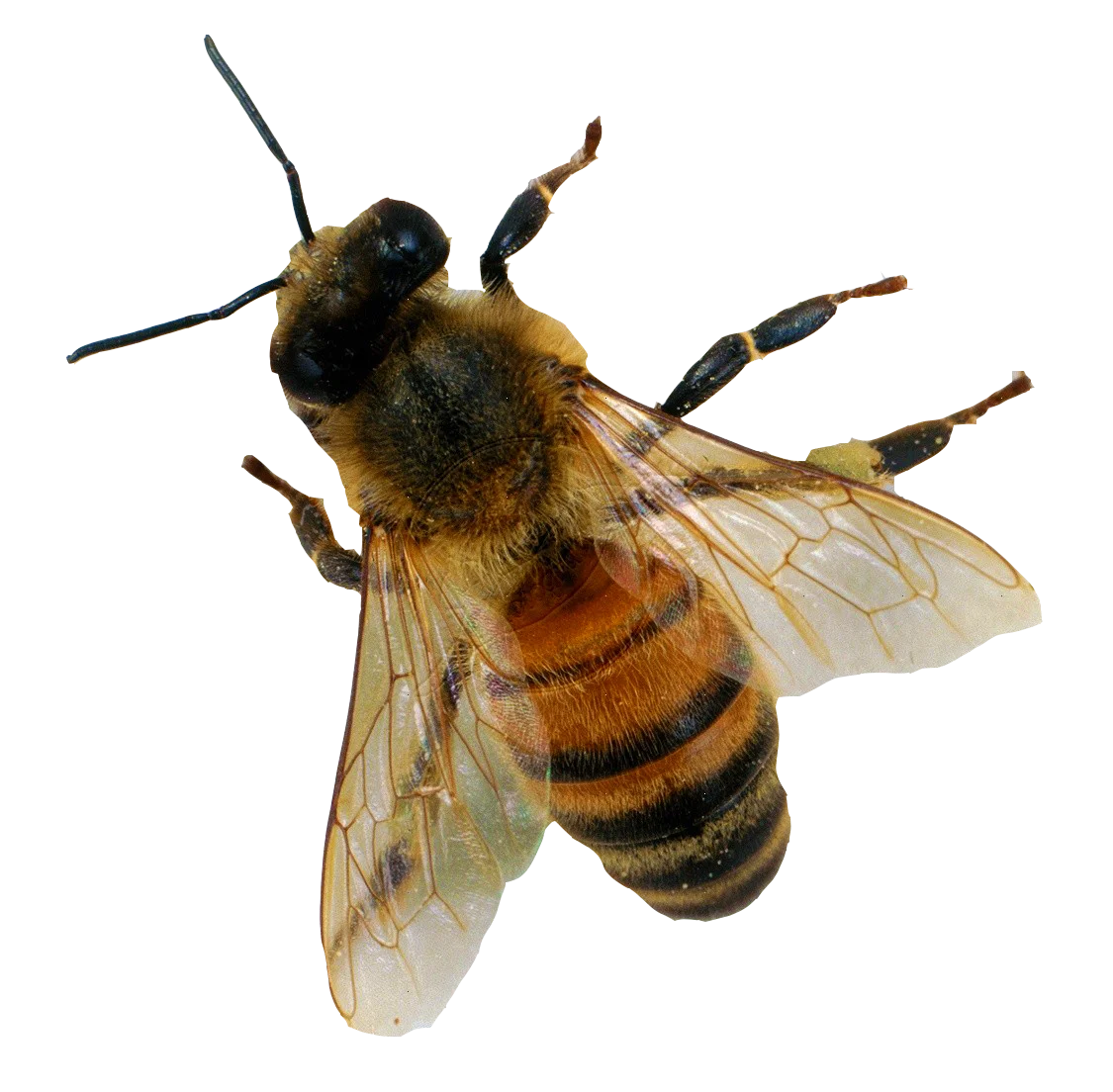 Detailed Honey Bee Clipart: Intricate Illustration of Winged Pollinator