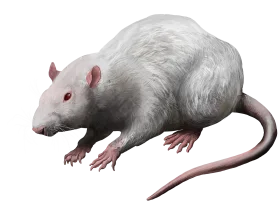 Detailed Realistic White Laboratory Rat Clipart Illustration with Intricate Fur Texture