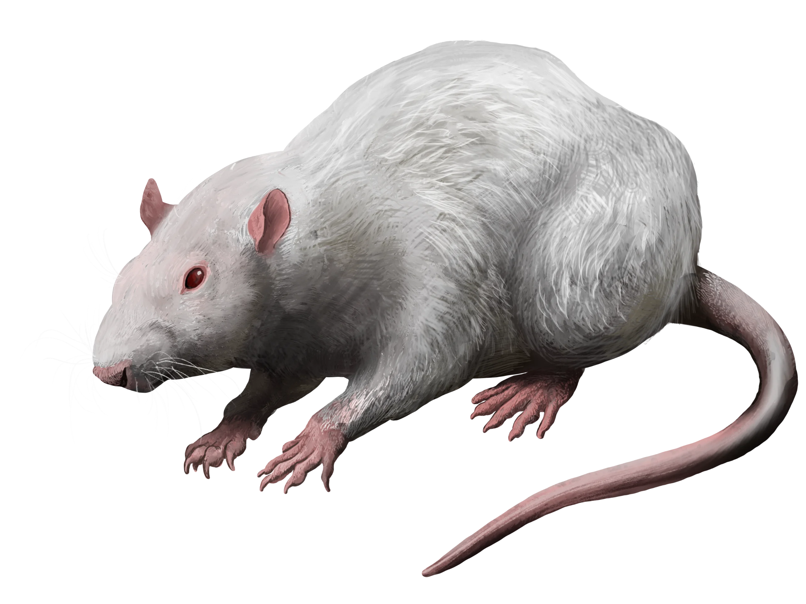 Detailed Realistic White Laboratory Rat Clipart Illustration with Intricate Fur Texture