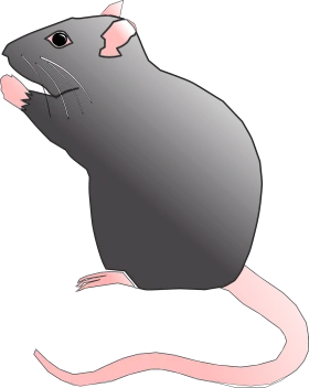 Minimalist Gray and Pink Laboratory Rat Clipart Illustration Design