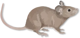 Minimalist Gray Laboratory Rat Clipart Illustration with Soft Shadows