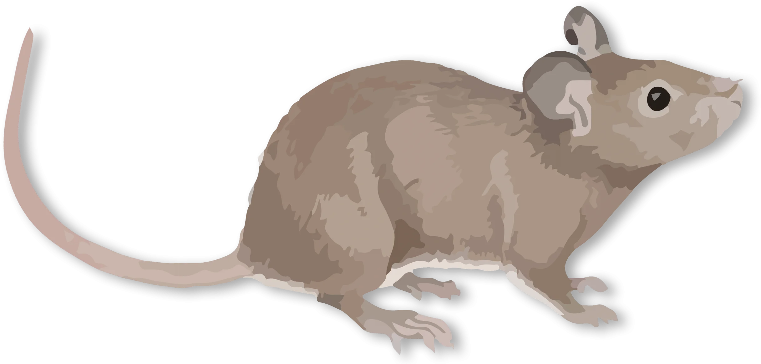 Minimalist Gray Laboratory Rat Clipart Illustration with Soft Shadows