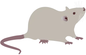 Minimalist Scientific Laboratory Rat Clipart Illustration with Subtle Color Palette
