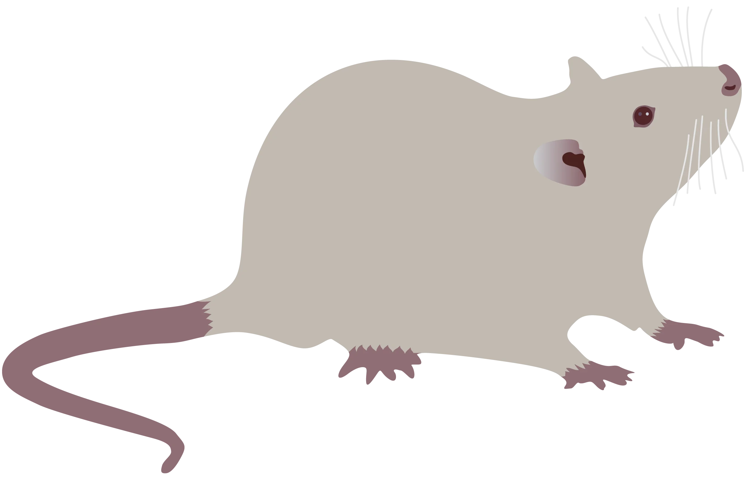 Minimalist Scientific Laboratory Rat Clipart Illustration with Subtle Color Palette
