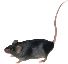 Realistic Black and Gray Laboratory Mouse Rat Clipart Illustration