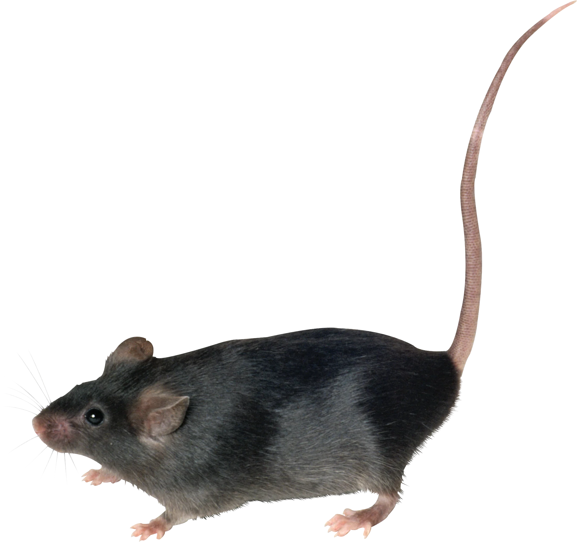 Realistic Black and Gray Laboratory Mouse Rat Clipart Illustration
